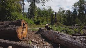 Best Root Management and Removal  in Hopewell, NJ