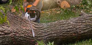 Hopewell, NJ Tree Removal Pros