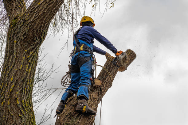 Best Stump Grinding and Removal  in Hopewell, NJ