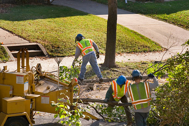 Best Root Management and Removal  in Hopewell, NJ