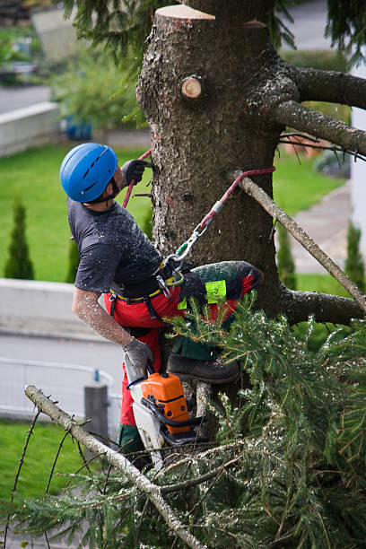 Best Tree Preservation Services  in Hopewell, NJ