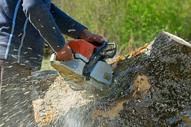 Lawn Drainage Solutions in Hopewell, NJ
