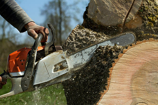 Best Tree Removal  in Hopewell, NJ